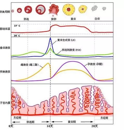 甲状腺疤痕的增生过程及其影响因素，几个月内的变化与应对