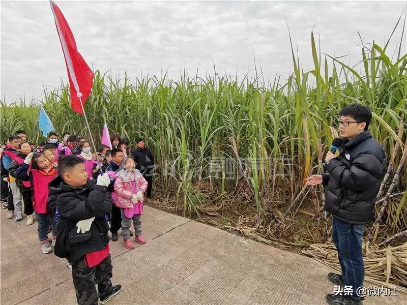 广东省甘蔗研究所，甘蔗产业的先锋力量