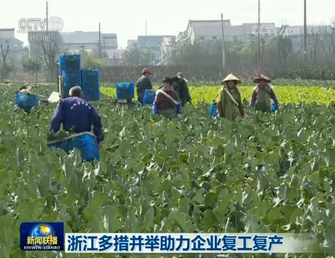 广东省枇杷基地苗木地，繁荣的农业之源与绿色经济的推动力