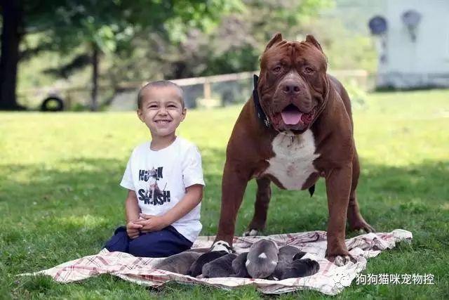 比特犬训练启程，从何时开始？